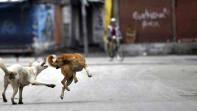 dog attack