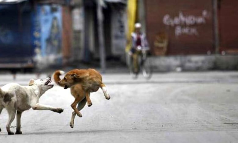 dog attack