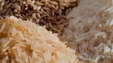 Rice